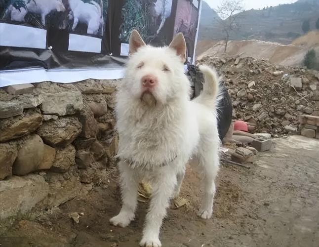 2025新澳门王中王正版和中国下司犬外网爆火与中国下司犬介绍