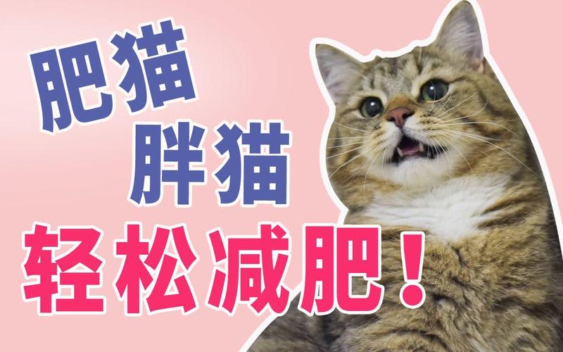 新澳天天彩免费大全和肥猫一年多减重16斤与肥猫一年多减重16斤正常吗