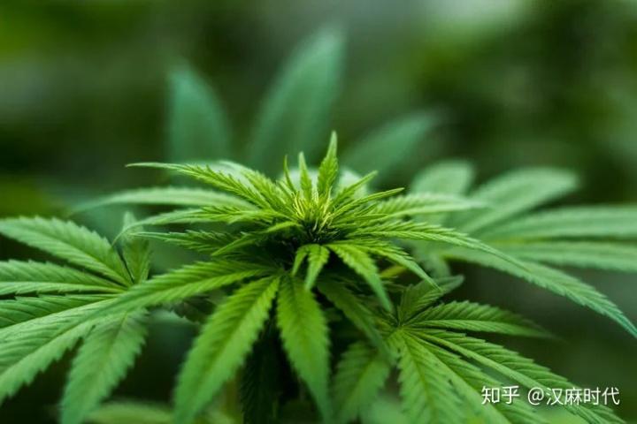 2025全年免费资料大全和糖果检出大麻成分与