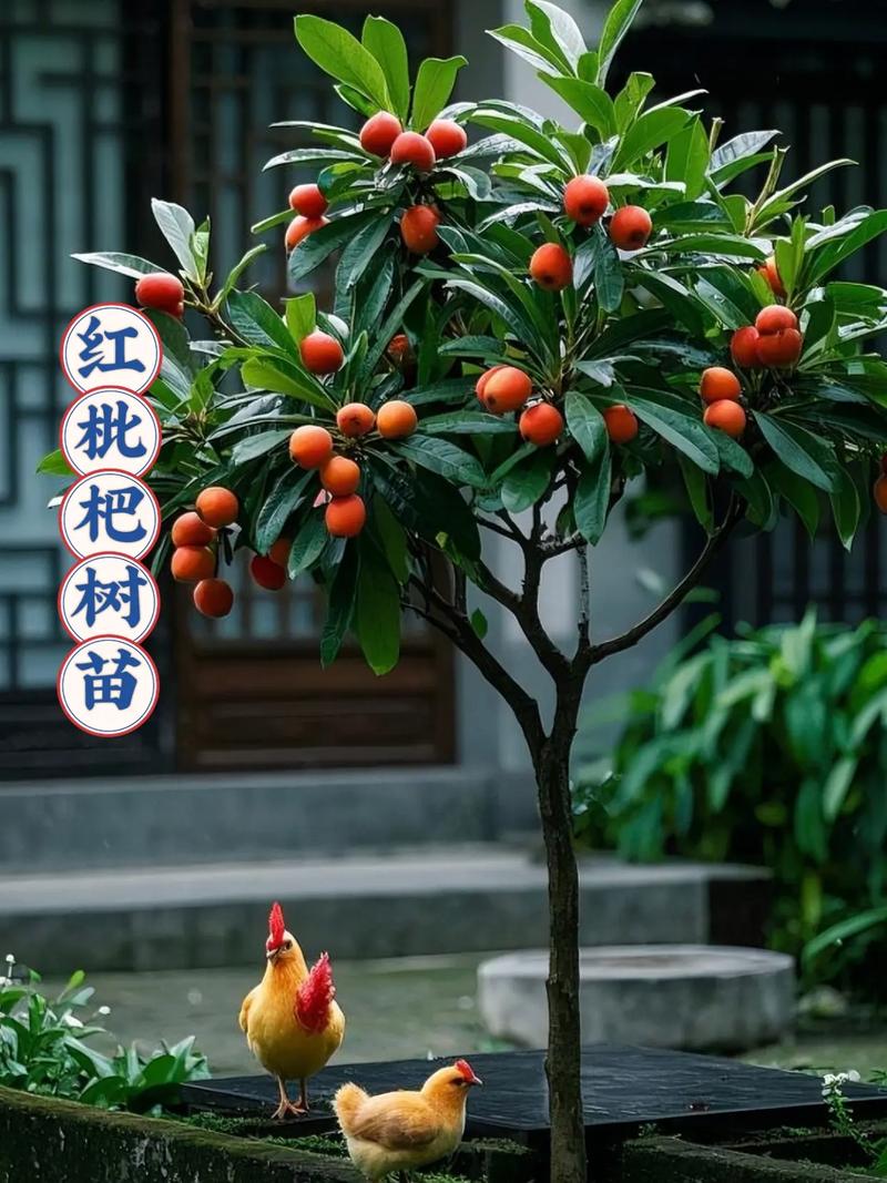 2025年澳门天天开奖和老人上树摘枇杷被困与爬树摘枇杷